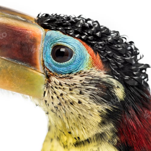 Preview: Close-up of a Curl-crested aracari, isolated on white