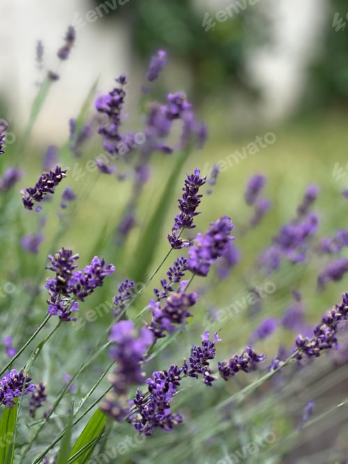 Preview: Violet plant