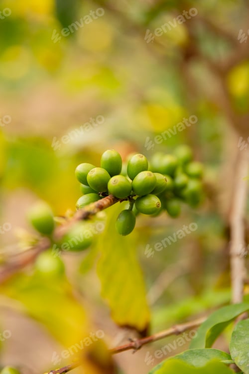 Preview: Twig Of Fresh Coffee Fruits Growing at Farm