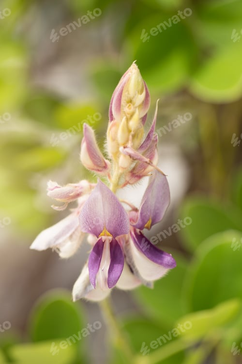 Preview: Kan pai mahidol or Afgekia mahidoliae B. L. Burtt and Chermsir.