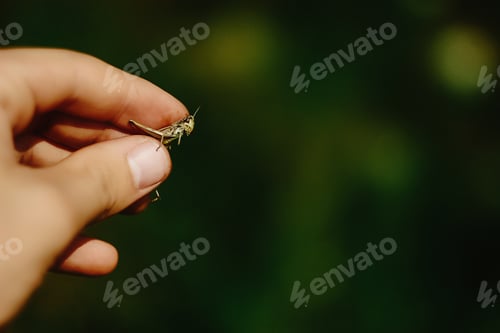 Preview: beautiful green grasshopper in man hand in the sunny spring field, earth protection