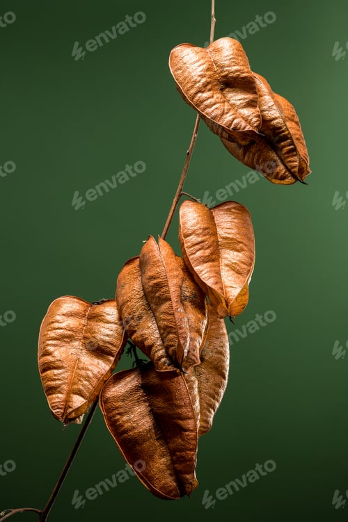 Preview: Koelreuteria paniculata or goldenrain tree on a green background