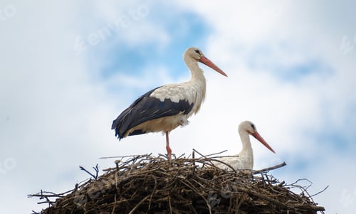 Preview: Storks in the nest