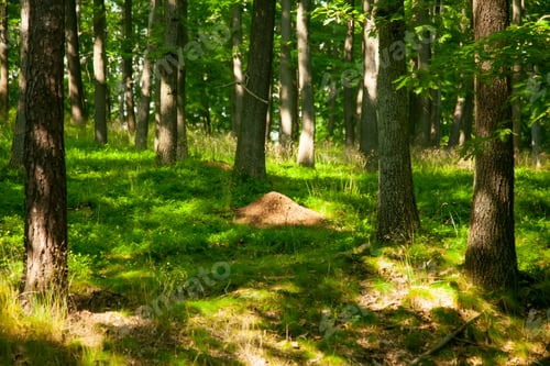 Preview: lonely anthill in the woods of Sudetes, Poland