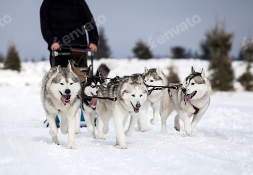 Vista previa: Sledding with husky dogs in Romania