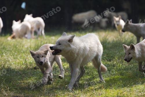 Preview: wolf, pack, togetherness, group, wilderness