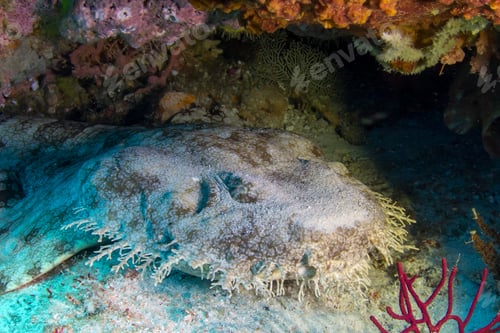 Preview: Wobbegong shark or carpet shark sleeping under the coral