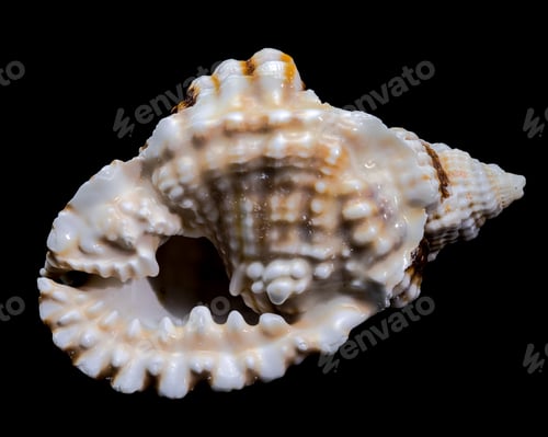 Preview: Distorsio Anus Shell on Black Background