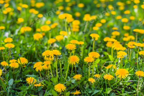 Preview: Floral background of yellow dandelions in the green grass.