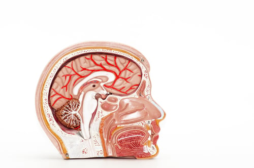 Preview: Closeup of an anatomical organ model of a human head on a white background