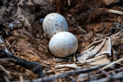 Preview: Eggs of Steppe eagle or Aquila nipalensis