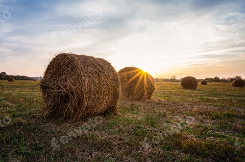 Preview: Autumn field