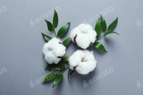 Preview: Cotton plant flowers and leaves on gray background