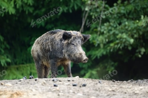 Preview: Wild boar in forest