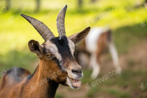 Preview: Goat bleeting in farmland in summertime nature in close up