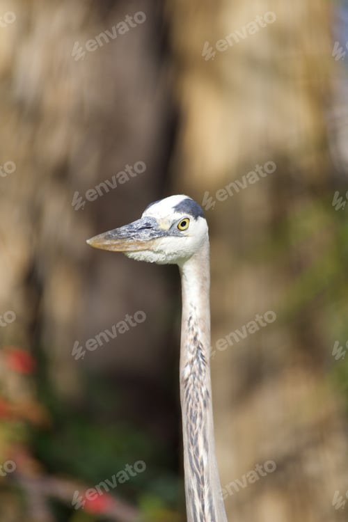 Portrait of a Great Blue Heron Head and Neck