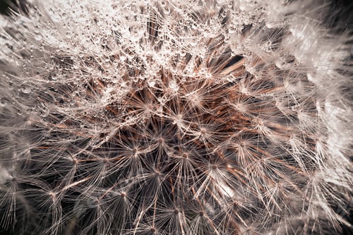 Preview: Blooming fluffy dandelion head.Fluffy umbrellas with dew drops on a dark background.Macrophotography