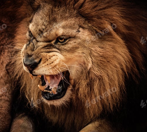 Preview: Close-up shot of roaring lion