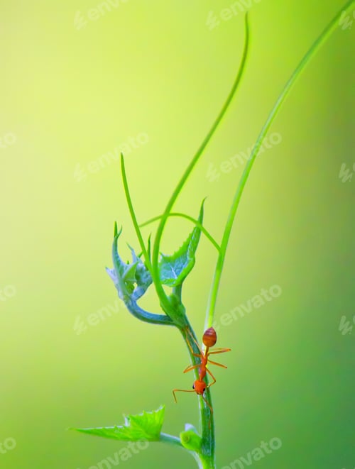 Preview: Ant on leaf