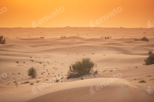 Preview: Arabian Oryx in the red sands desert conservation area of Dubai, United Arab Emirates