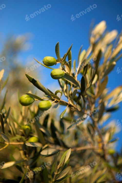 Preview: Olive tree