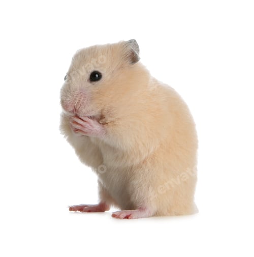 Vorschau: Entzückender syrischer Hamster auf weißem Hintergrund. Kleines Haustier