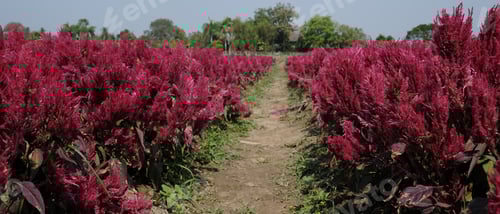 Preview: Horizontal image of beautiful red or pink cockscomb celosia flowers farm with blue sky.