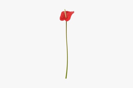 Preview: Single Red Anthurium