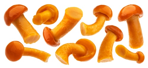 Preview: Pickled honey mushrooms isolated on white background