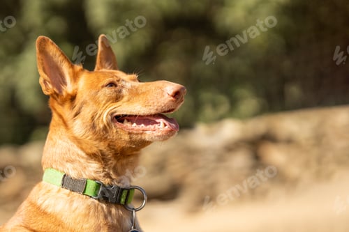 Preview: Photo with copy sapce of a Podengo dog smiling while looking up at its owner in a park