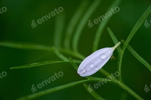 Preview: A white fallen petal on the green leaves