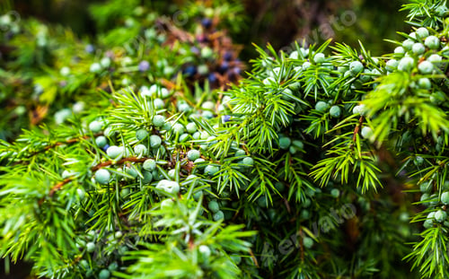 Preview: green juniper seeds on a beautiful sunny day