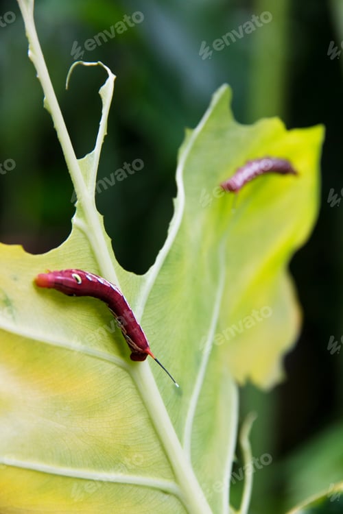 Preview: A Caterpillar Eating a Green Leaf
