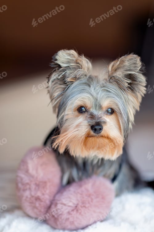 Preview: Puppy fluffy