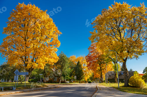 Preview: Stunning golden autumn trees lining peaceful street in Kernave, Lithuania