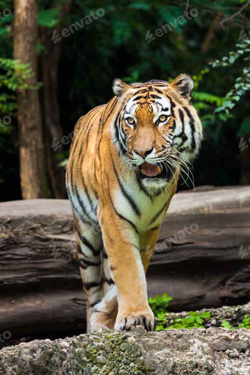 Preview: Tiger