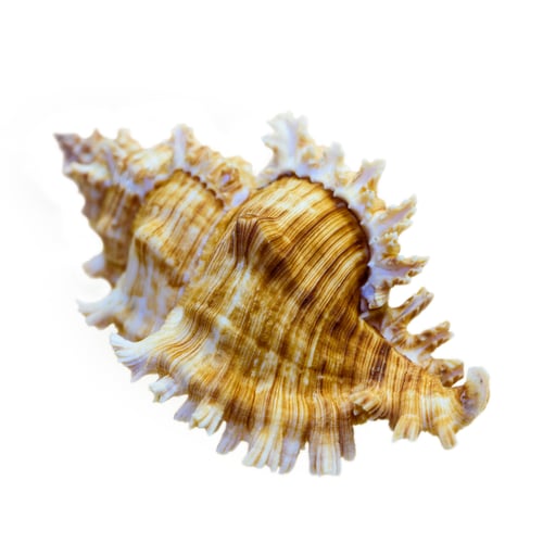 Preview: Shell of Murex Saulii or Chicoreus Saulii