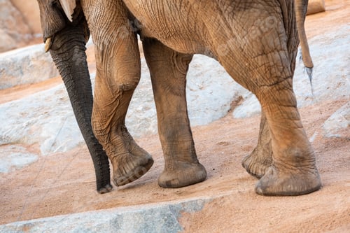 Preview: Huge feet of African savanna elephant, Loxodonta africana.