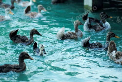 Preview: Selective focus on a young duck surrounded by many defocused ducks swimming in the pool