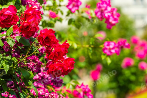 Preview: Bush of beautiful roses in a garden
