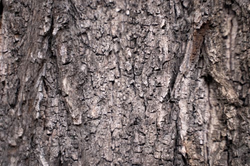 Preview: Tree bark texture