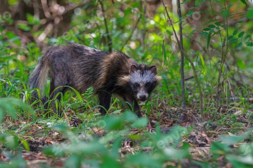 Preview: racoon dog in Danube Delta