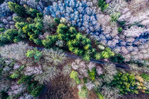 Preview: Aerial view of wonderful forest with multicolored trees, Poland