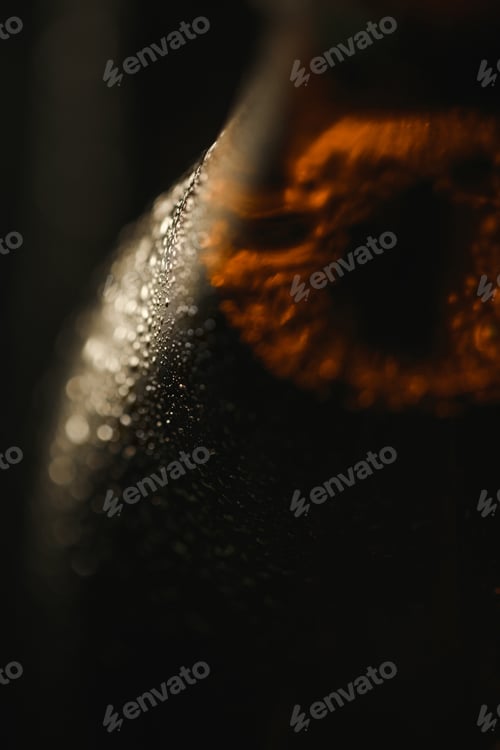 Preview: close up view of wet bottle of beer isolated on black