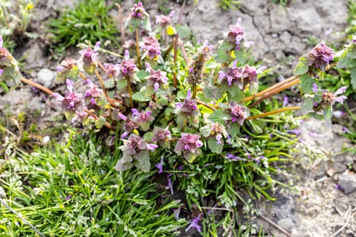 Preview: above view of bush of deadnettle plant close up