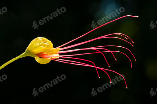 Preview: Red and yellow flower of a Mimosa tree