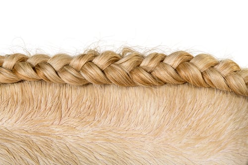 Preview: close-up on the coat of a cream yellow Lusitano horse and its br
