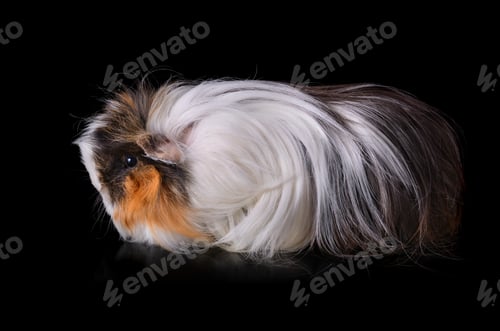 Preview: Clouse up of guinea pig