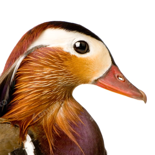 Preview: Mandarin Duck
