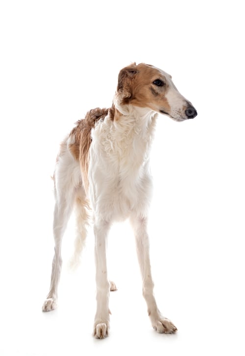 Preview: borzoi in studio